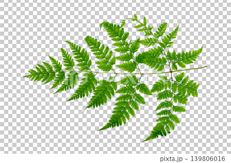 Single fresh green fern leaf branch isolated on transparent background Single fresh green fern leaf branch isolated on transparent background 139806016