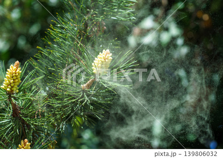 Visible pollen cloud around Pinus sylvestris branch, allergenic particles in air during spring bloom, ecological cycle and allergy risk concept. Visible pollen cloud around Pinus sylvestris branch, allergenic particles in air during spring bloom, ecological cycle and allergy risk concept. 139806032