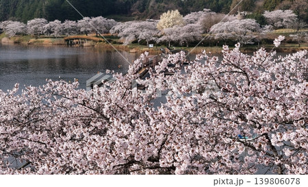 満開の平筒沼の桜 空撮 満開の平筒沼の桜 空撮 139806078