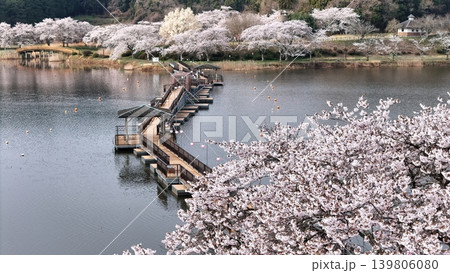 満開の平筒沼の桜　空撮 139806080