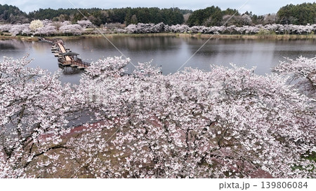 満開の平筒沼の桜 空撮 満開の平筒沼の桜 空撮 139806084