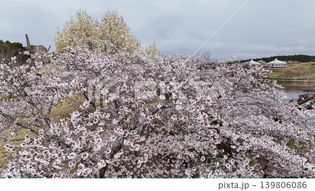 満開の平筒沼の桜 空撮 満開の平筒沼の桜 空撮 139806086