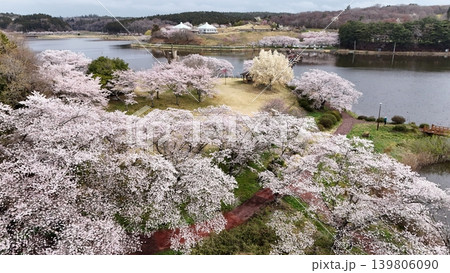 満開の平筒沼の桜 空撮 満開の平筒沼の桜 空撮 139806090