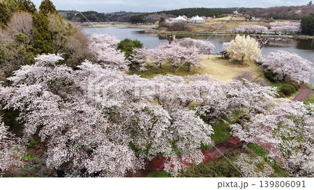 満開の平筒沼の桜 空撮 満開の平筒沼の桜 空撮 139806091