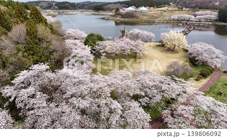 満開の平筒沼の桜 空撮 満開の平筒沼の桜 空撮 139806092