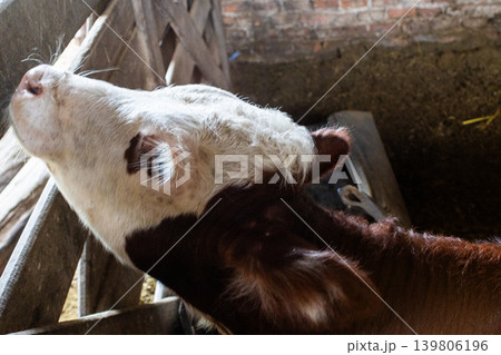 A calf in a wooden pen on a farm, with its brown and white head, represents rural life, animal welfare, and sustainable agriculture. A calf in a wooden pen on a farm, with its brown and white head, represents rural life, animal welfare, and sustainable agriculture. 139806196