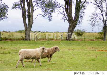 Horizontal view of two sheep grazing in a lush green meadow on a rural farm in the Argentinian countryside, representing sustainable agriculture and animal husbandry. Horizontal view of two sheep grazing in a lush green meadow on a rural farm in the Argentinian countryside, representing sustainable agriculture and animal husbandry. 139806197