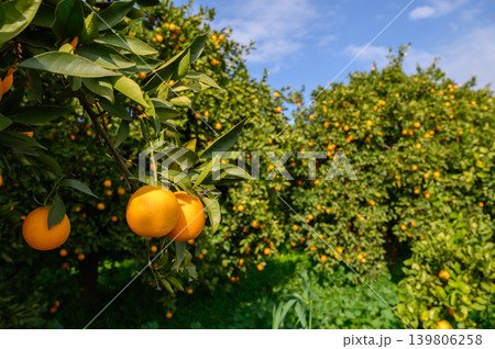 Citrus grove in full bloom under a bright blue sky with ripe oranges ready for harvest Citrus grove in full bloom under a bright blue sky with ripe oranges ready for harvest 139806258