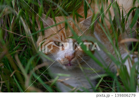 Curious orange cat peeking through tall grass in a sunlit garden during a peaceful afternoon 139806279
