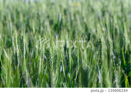 Green wheat sways gently in the warm sunlight of a summer afternoon in a vast open field Green wheat sways gently in the warm sunlight of a summer afternoon in a vast open field 139806284