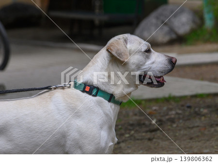 Large Side Portrait of a Labrador Retriever in Fawn or Cream Coat 139806362