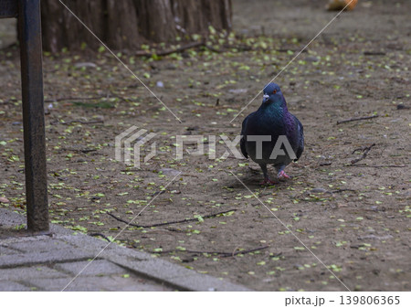 Feral Rock Dove Perched on Rusty Metal Railing Close Up 139806365