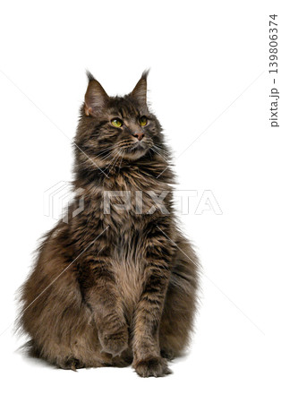 Maine Coon Cat Sitting, Facing Camera, White Isolated 139806374