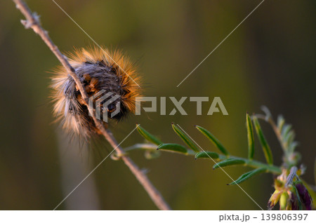 Caterpillar nestled on a slender branch at dusk, showcasing vibrant hair and intricate details of nature artistry Caterpillar nestled on a slender branch at dusk, showcasing vibrant hair and intricate details of nature artistry 139806397