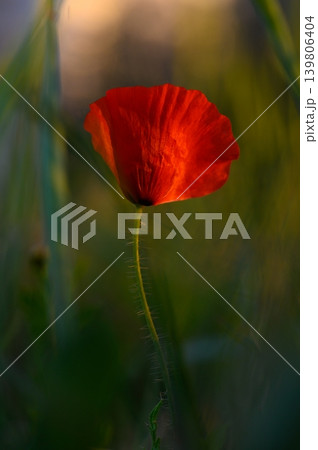 Vibrant red poppy blooms gracefully in a sunlit meadow during the golden hour, illuminating surroundings with beauty 139806404