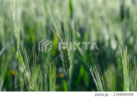 Golden grains sway gently in the warm breeze under a clear blue sky in the heart of a sunlit field during summer harvest Golden grains sway gently in the warm breeze under a clear blue sky in the heart of a sunlit field during summer harvest 139806406