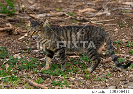 Striped feline explores a wooded area during the golden hour of a clear afternoon in nature Striped feline explores a wooded area during the golden hour of a clear afternoon in nature 139806411