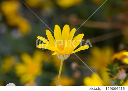 Vibrant yellow flowers bloom under the sunlight, creating a cheerful atmosphere in a lush garden Vibrant yellow flowers bloom under the sunlight, creating a cheerful atmosphere in a lush garden 139806416