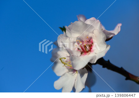 Delicate cherry blossom blooms under a clear blue sky during spring season in a tranquil garden setting Delicate cherry blossom blooms under a clear blue sky during spring season in a tranquil garden setting 139806447