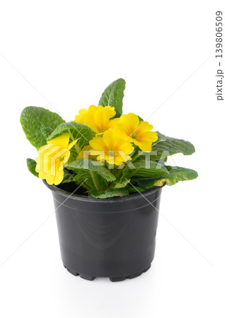 Primula Perennial Flowering Plant with Bright Yellow Flowers Primula Perennial Flowering Plant with Bright Yellow Flowers 139806509