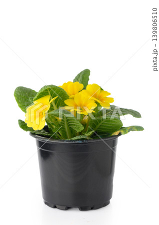 Common Primrose Primula Vulgaris Isolated on White Background 139806510