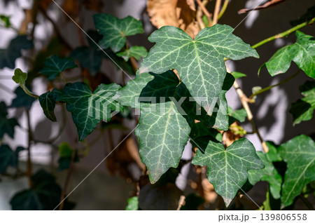 Ivy climbing a wall, Hedera helix texture Ivy climbing a wall, Hedera helix texture 139806558