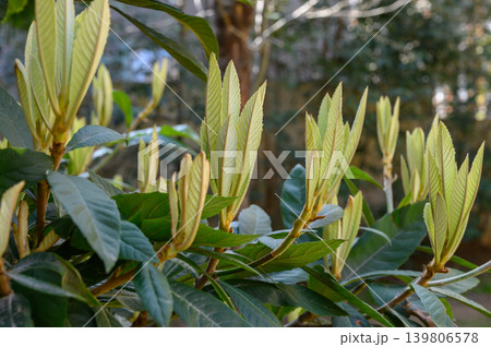 Loquat tree Eriobotrya japonica in spring growth Loquat tree Eriobotrya japonica in spring growth 139806578