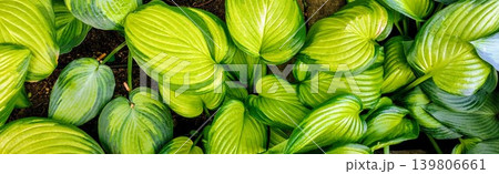 Leaves in the spring forest. Greenery background Leaves in the spring forest. Greenery background 139806661