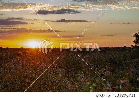 Golden sunset illuminating a vast rural landscape with wildflowers, creating a peaceful and sustainable agriculture environment in the argentine pampas Golden sunset illuminating a vast rural landscape with wildflowers, creating a peaceful and sustainable agriculture environment in the argentine pampas 139806711