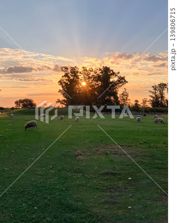 Sheep graze on a vast pampa pasture at golden hour, sunrays filtering through trees over a serene rural farm, evoking sustainable farming, peaceful travel and idyllic countryside life Sheep graze on a vast pampa pasture at golden hour, sunrays filtering through trees over a serene rural farm, evoking sustainable farming, peaceful travel and idyllic countryside life 139806715