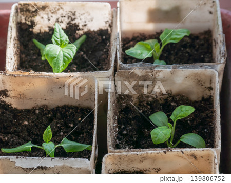 Young green seedling growing in a small pot. Organic agriculture concept for new life, gardening, plant care. Young green seedling growing in a small pot. Organic agriculture concept for new life, gardening, plant care. 139806752