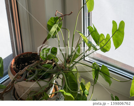 Green houseplant in a pot on a windowsill by a window. Indoor plant for home decor and interior design. Gardening hobby and natural element. 139806762