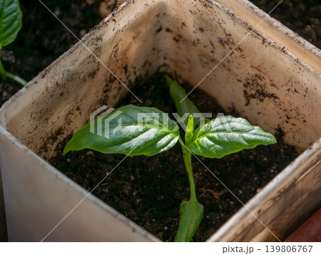 Small green seedling growing in pot. Agricultural concept for plant growth, gardening, and organic farming on Earth day. Small green seedling growing in pot. Agricultural concept for plant growth, gardening, and organic farming on Earth day. 139806767