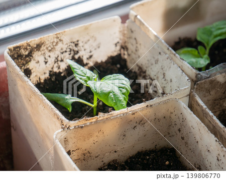 Young seedling sprout growing in dirty white pot. Small plant in soil on windowsill for spring gardening and agriculture concept. Young seedling sprout growing in dirty white pot. Small plant in soil on windowsill for spring gardening and agriculture concept. 139806770