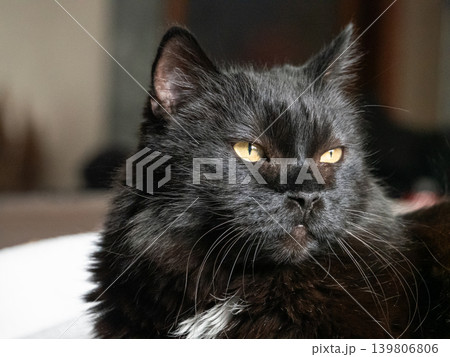 Black furry domestic cat with bright yellow eyes staring intently. Close-up portrait of a pet animal, feline companion, or housecat concept. Black furry domestic cat with bright yellow eyes staring intently. Close-up portrait of a pet animal, feline companion, or housecat concept. 139806806