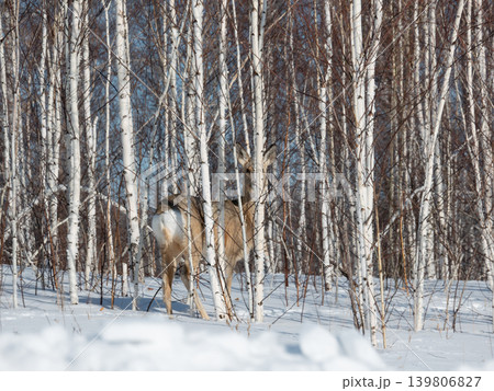 Young deer peeking from behind white birch trees in snowy forest. Winter wildlife habitat and nature landscape during cold season. Young deer peeking from behind white birch trees in snowy forest. Winter wildlife habitat and nature landscape during cold season. 139806827