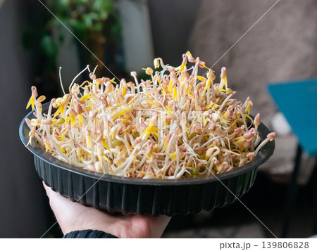 Woman hand holding black tray with fresh mung bean sprouts. Healthy food ingredient for Asian cuisine and organic diet. Woman hand holding black tray with fresh mung bean sprouts. Healthy food ingredient for Asian cuisine and organic diet. 139806828