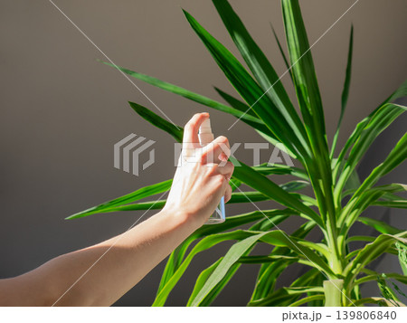Woman misting green plant with spray bottle. Home gardening and houseplant care. Lifestyle for healthy living. Woman misting green plant with spray bottle. Home gardening and houseplant care. Lifestyle for healthy living. 139806840
