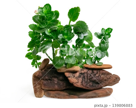 Green succulent plant growing from arrangement of natural brown driftwood pieces. Organic indoor gardening concept. Green succulent plant growing from arrangement of natural brown driftwood pieces. Organic indoor gardening concept. 139806883