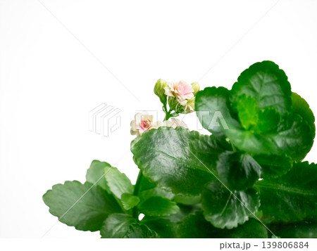 Small pink flowers blooming among green leaves on white background. Plant life and growth concept. Freshness in nature. Small pink flowers blooming among green leaves on white background. Plant life and growth concept. Freshness in nature. 139806884