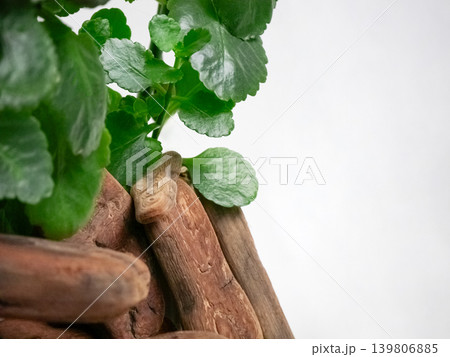 Green leaves of a plant growing among pieces of driftwood against a white background. Natural organic decorative element for home. Green leaves of a plant growing among pieces of driftwood against a white background. Natural organic decorative element for home. 139806885