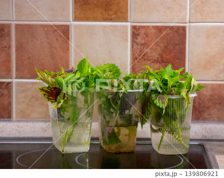 Green plant cuttings in plastic cups on stove top for indoor gardening. Growing seedlings in home kitchen for cultivation. Green plant cuttings in plastic cups on stove top for indoor gardening. Growing seedlings in home kitchen for cultivation. 139806921