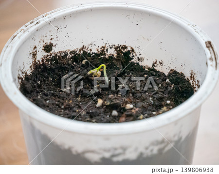 Small green sprout with a seed emerging from dark soil in a white plastic pot. Concept of growth, new life and agriculture. Small green sprout with a seed emerging from dark soil in a white plastic pot. Concept of growth, new life and agriculture. 139806938