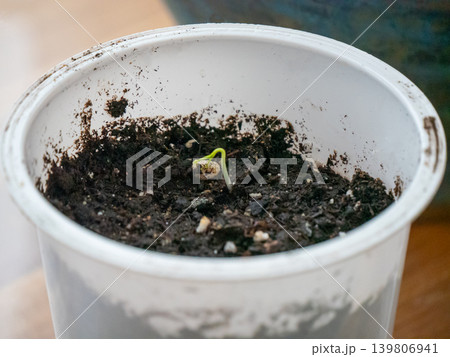 Small seedling sprouting from soil in a white pot. Concept of new life, growth, and beginning for gardening. 139806941