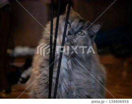 Fluffy tabby cat peeking curiously through vertical bars of a crate cage. Pet animal looking with attention for animal care or pet safety. Fluffy tabby cat peeking curiously through vertical bars of a crate cage. Pet animal looking with attention for animal care or pet safety. 139806958