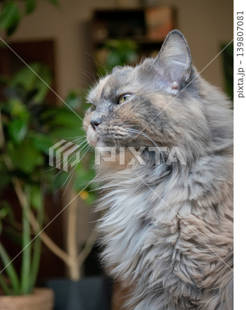 Gray woman cat or maine coon looking with green eyes, close up portrait headshot. Domestic pet animal face. Cat furry mammal Gray woman cat or maine coon looking with green eyes, close up portrait headshot. Domestic pet animal face. Cat furry mammal 139807081