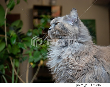 Gray cat looking away through a window in a cozy home setting, animal portrait in natural light. Gray cat looking away through a window in a cozy home setting, animal portrait in natural light. 139807086