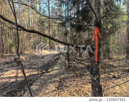 Bright orange arrow marks a trail through the serene pine forest Bright orange arrow marks a trail through the serene pine forest 139807361