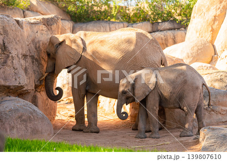 elephant with baby standing together in zoo habitat under warm sunlight 139807610