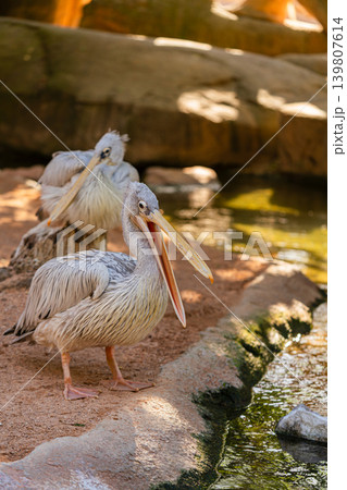 two pelicans standing on sandy shore near water in zoo habitat two pelicans standing on sandy shore near water in zoo habitat 139807614
